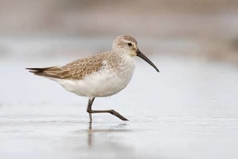 Curlew Sandpiper (Calidris ferruginea), Western Australia, Australia
