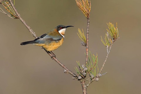 Eastern Spinebill (Acanthorhynchus tenuirostris) male, Victoria, Australia