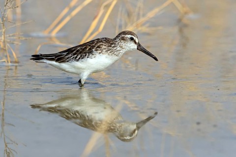 Marsh Sandpiper, (Calidris falcinellus), Limicola falcinellus, genus Limicola, wading bird,