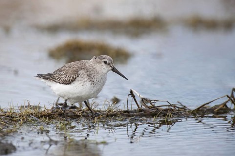 Red Knot (Calidris canutus), Schleswig-Holstein, Germany