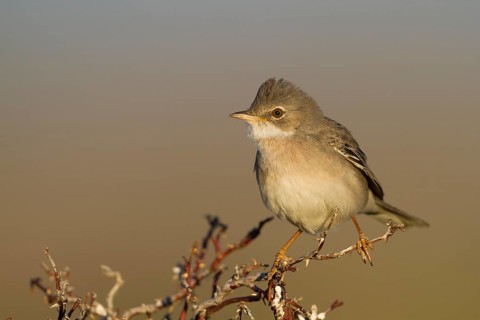 Common Whitethroat - Dorngrasmücke - Sylvia communis ssp. rubicola, Kazakhstan, adult male