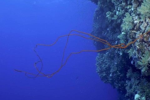 Wire Coral (Cirrhipathes spiralis)