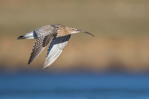 Eurasian Curlew (Numenius arquata) male flying, Netherlands