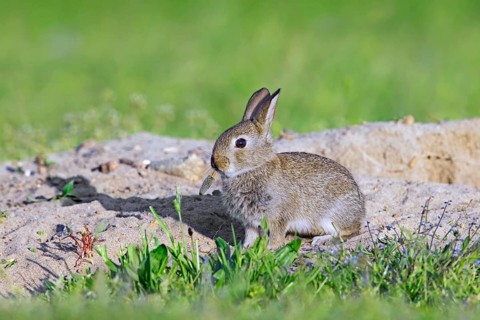 European rabbit, young common rabbit (Oryctolagus cuniculus) juvenile, kit foraging near entrance