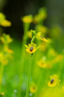 Close-up of vibrant yellow orchids flourishing in the lush greenery of Andalusia, showcasing the