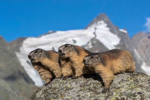 Group of Alpine Marmots, Marmota marmota, sideview portrait in early morning light. Grossglockner
