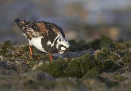 Ruddy Turnstone (Arenaria interpres), Schleswig-Holstein, Germany