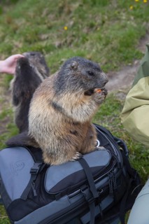 One adult Alpine Marmot, Marmota marmota, sitting on a photographers backpack feeding on a carrot
