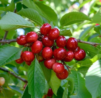 Sweet cherry (Prunus avium 'Celeste'),  Germany