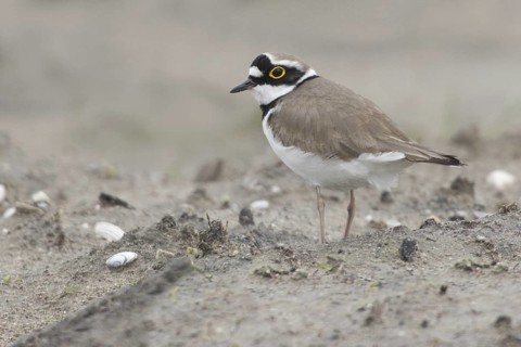 Little Ringed Plover (Charadrius dubius), Netherlands