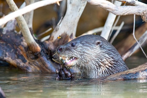 Southern river otter (Lontra longicaudis) Pantanal Brazil