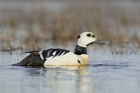 Steller's Eider (Polysticta stelleri) male, Alaska, USA
