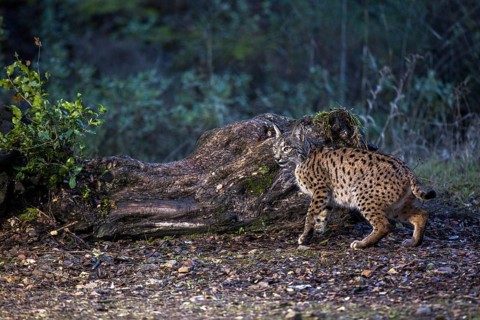 Iberian lynx, Lynx pardinus