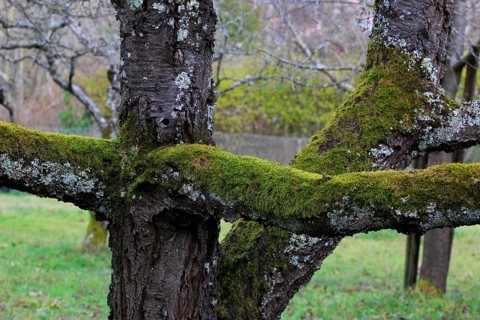 Mossy tree trunk, winter, Germany