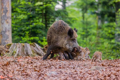 Wild boar (Sus scrofa), adults and piglets, forage for food on the forest floor