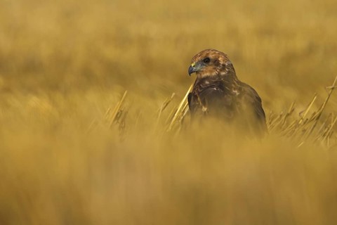Western Marsh Harrier (Circus aeruginosus) female, Rhineland-Palatinate, Germany