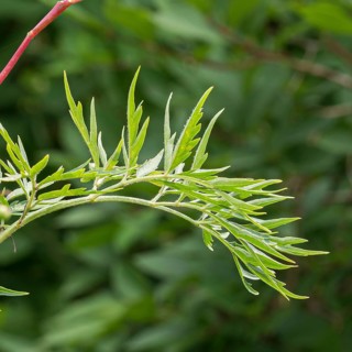 Slit-leaved elderberry (Sambucus nigra 'Laciniata'), Christian Kreß, Austria