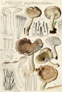 Mushroom, Mushrooms, Hygrophorus agathosmus, Limacium agathosmus, authentic reproduction of an