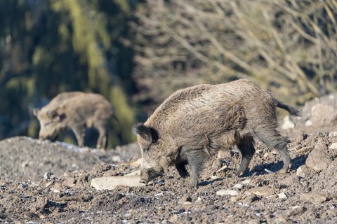 Wild boar or wild pig (Sus scrofa), walking on frosted ground, trees in the background