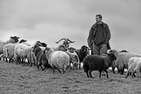 Jungbauer checks his sheep in bad weather, a goat in the middle, Kalkberg, black and white, Nesow,