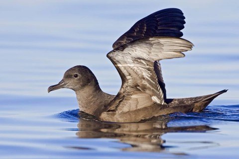 Sooty Shearwater (Ardenna grisea), British Columbia, Canada