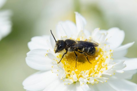 Mining bee (Andrena spp) adult insect on a garden white flower, England, United Kingdom