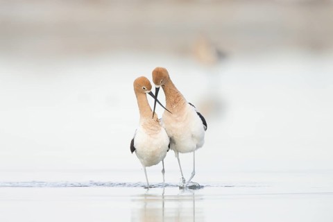 American Avocets : Bowdoin NWR : Malta, MT