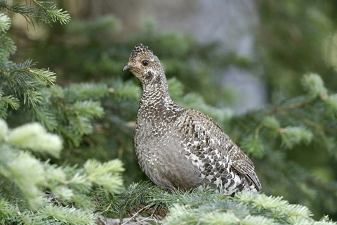 Dusky Grouse Dendragapus obscurus Hannigans Meadow, White mountains, Arizona, United States 27 June