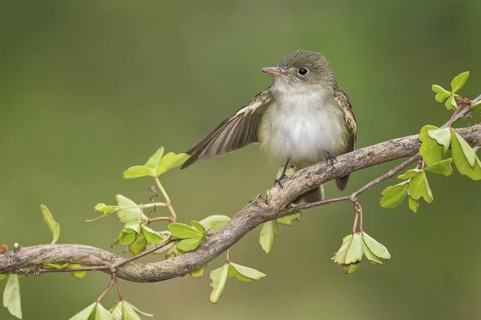 Acadian Flycatcher (Empidonax virescens) perched on a branch, Texas, USA