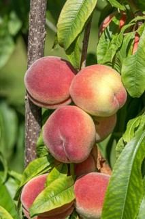 Peach (Prunus persica 'Benedicte'), Grüne Aue 7, Germany