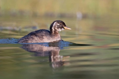 Little Grebe (Tachybaptus ruficollis) juvenile, Saxony, Germany