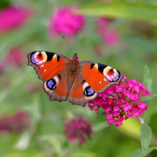 Peacock butterfly (Inachis io) sucking nectar on butterfly bush (Buddleja davidii), in a natural