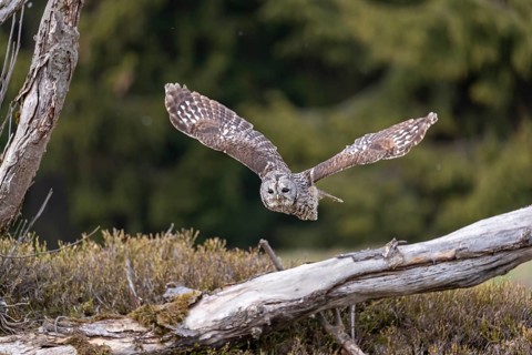 One tawny owl or brown owl (Strix aluco) starting off of a branch for a hunt