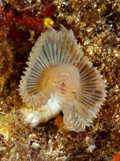 Feather duster sea creature with fan-shaped structures in brown tones, Protula tubularia, dive site