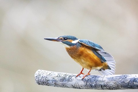 Kingfisher (Alcedo atthis) Germany