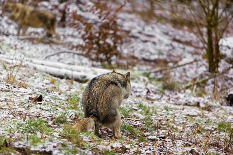 Shitting wolf. One eurasian gray wolf (Canis lupus lupus) shits on a snowy meadow in an open forest