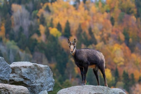 One Chamois (Rupicapra rupicapra) stands on a rock. A forest in fall foliage is in the background