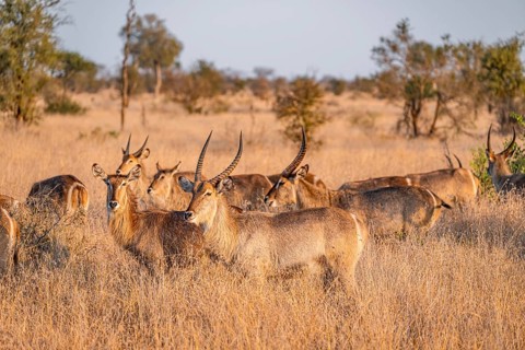 Elliptic waterbuck (Kobus ellipsipiprymnus), herd in dry grass in the evening light, Kruger