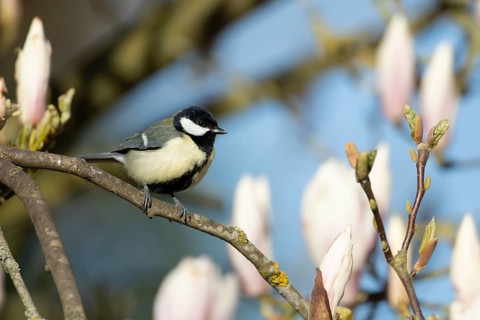 Great tit (Parus major) adult bird on a garden Magnolia tree branch with spring blossom, England,