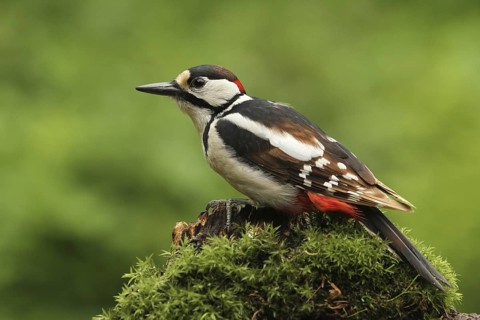 Great Spotted Woodpecker (Dendrocopos major) male, Lower Saxony, Germany