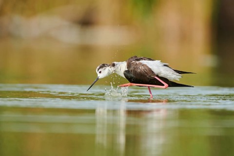 Black-winged stilt (Himantopus himantopus) standing in the water cleaning ists feathers, Camargue,