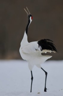 Red-crowned Crane (Grus japonensis) calling, Hokkaido, Japan
