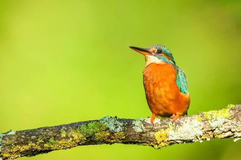 Common kingfisher (Alcedo atthis) sitting on a branch with autumncolours, wildife, Catalonia, Spain