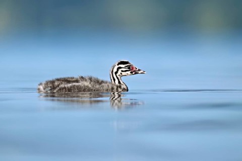 Great Crested Grebe (Podiceps Scalloped ribbonfish), chicks swimming in the water, Lake Zug, Canton