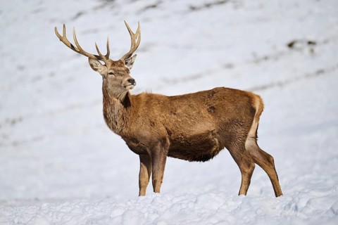 Red deer (Cervus elaphus) stag on a snowy meadow in the mountains in tirol, Kitzbühel, Wildpark