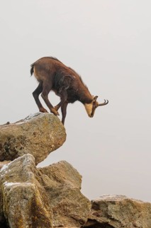 An adult male chamois (Rupicapra rupicapra) jumps down from a rock in dense fog at sunrise,