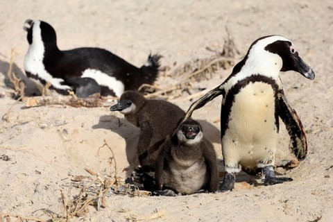 African penguin (Spheniscus demersus), adult, two chicks, nest, beach, Boulders Beach, Simonstown,