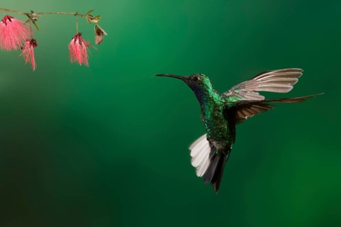 White-tailed Sabrewing (Campylopterus ensipennis) male, Trinidad and Tobago