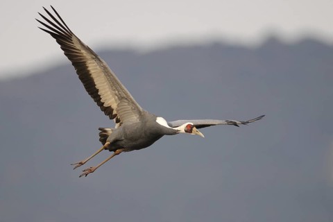 White-naped Crane (Antigone vipio) flying, Arasaki, Japan