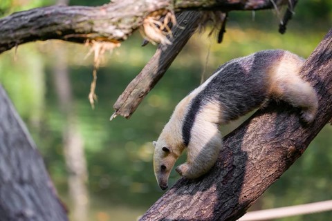 One southern tamandua (Tamandua tetradactyla), climbs down a tree in a forest